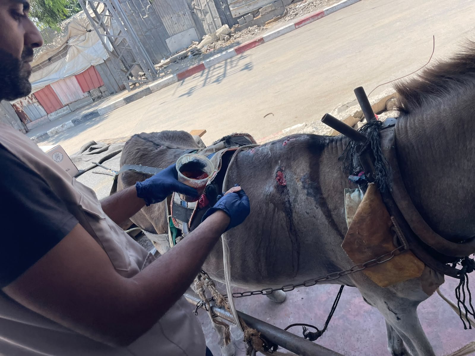 Team member cleaning wounds on an injured and malnourished donkey.