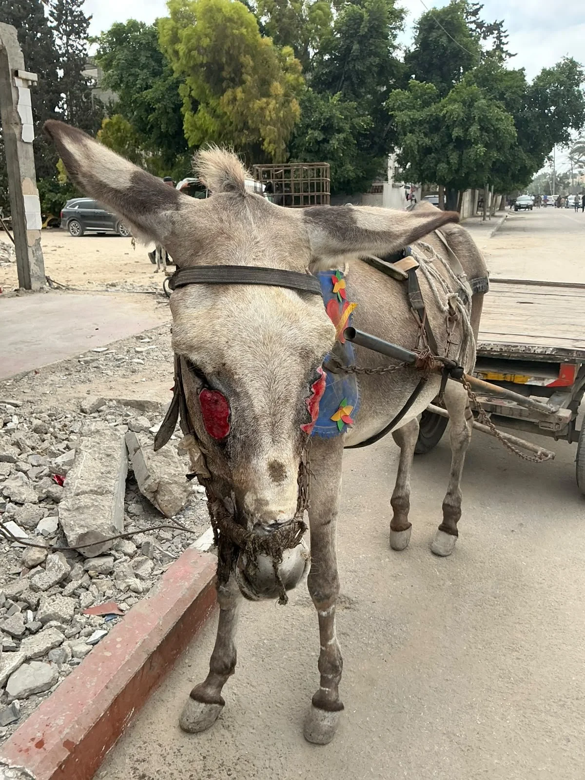 Donkey with habronemiasis attached to cart