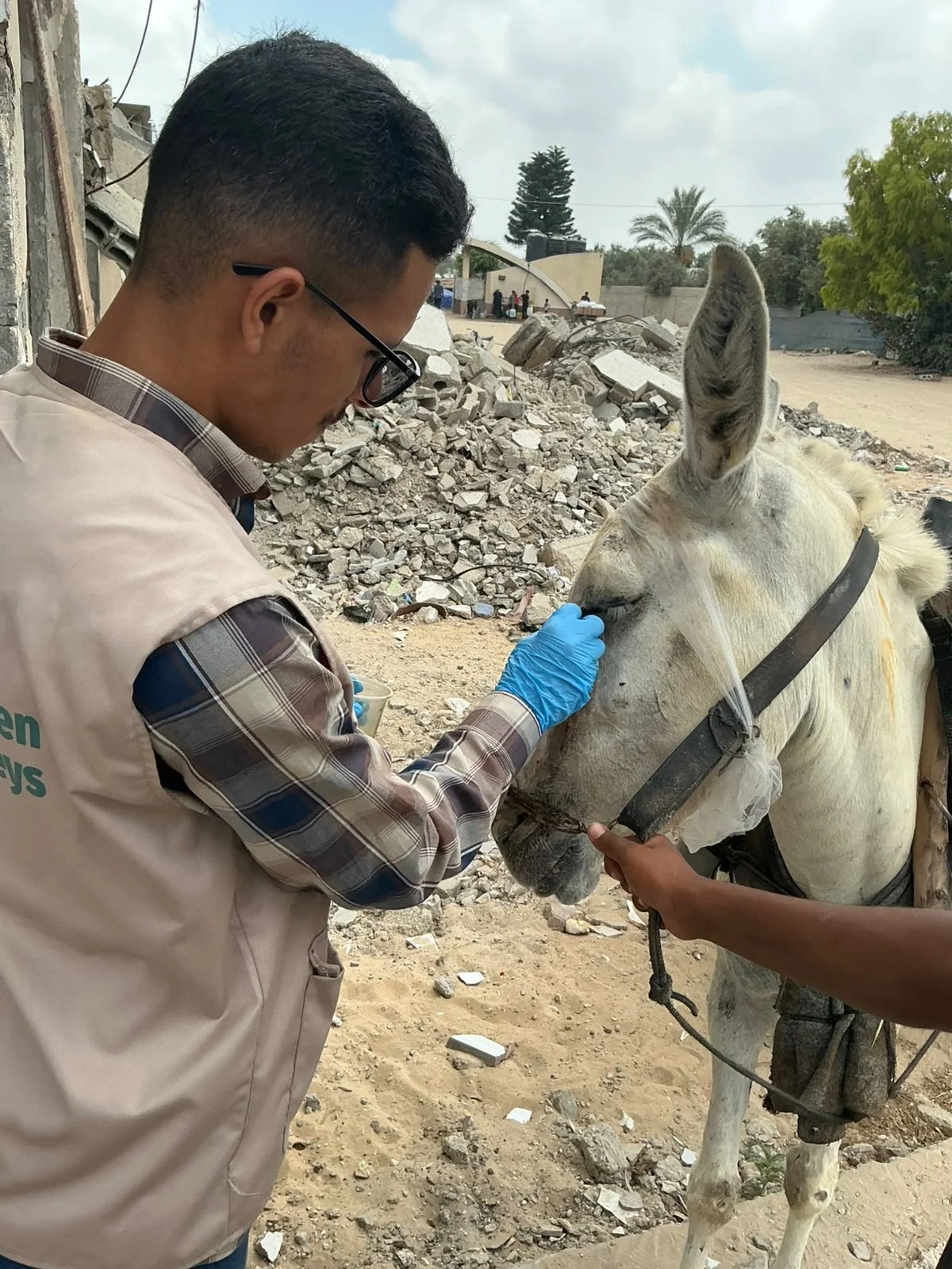 Dr Mohammed Basal providing medical care to a donkey.
