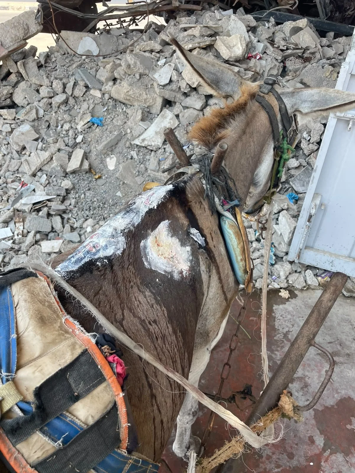 Medical ointment applied on an injured donkey's back
