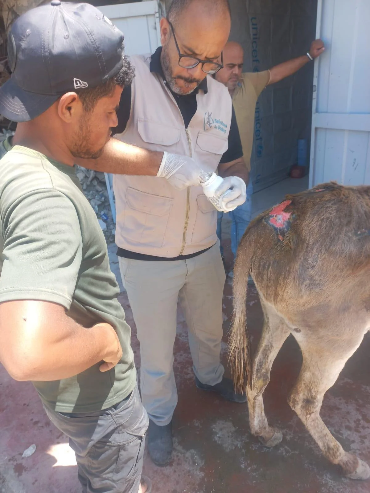 Dr. Ahmed Thabet treats an injured donkey in Gaza