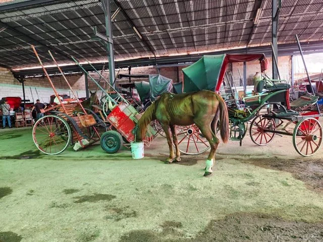 Cuba's Horses 5.jpg