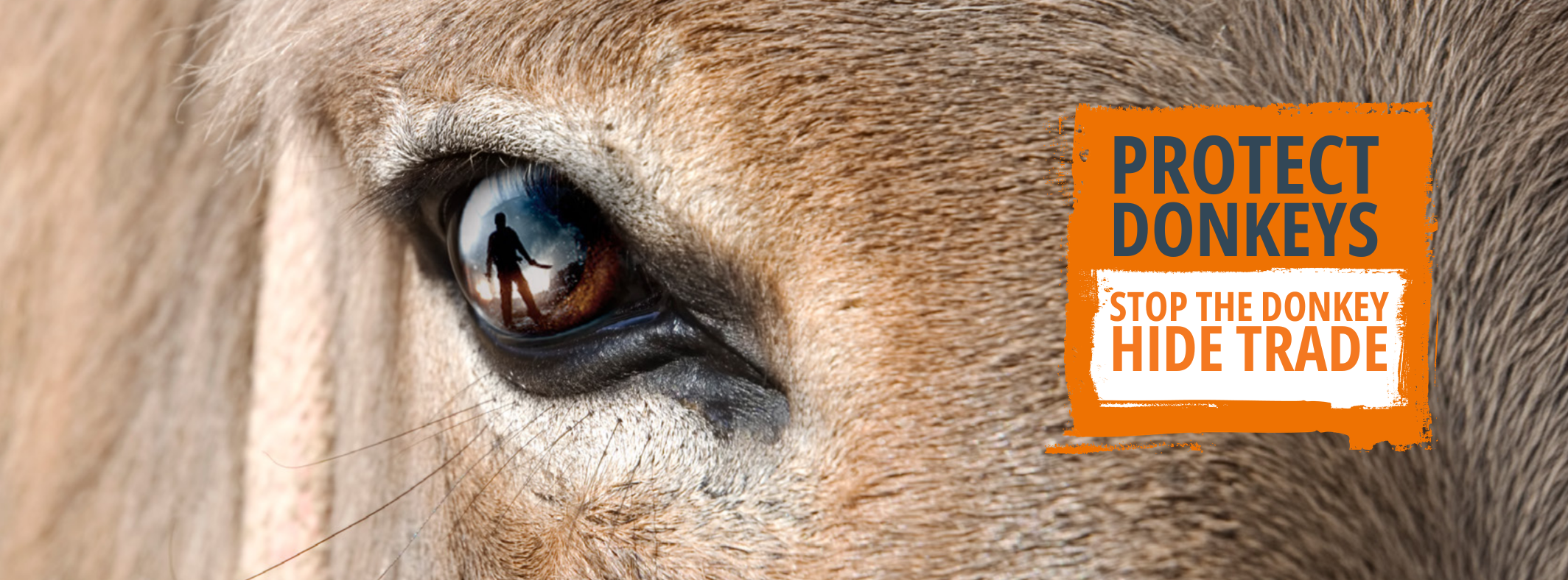 Donkey Hide Trade Cover Photo.png