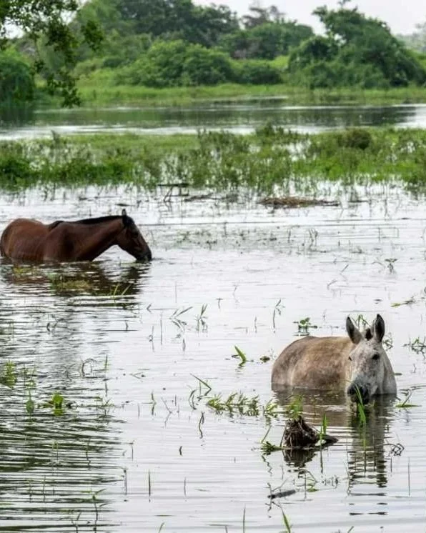 Photo by yen.com.gh of donkeys and horses in floods in Colombia