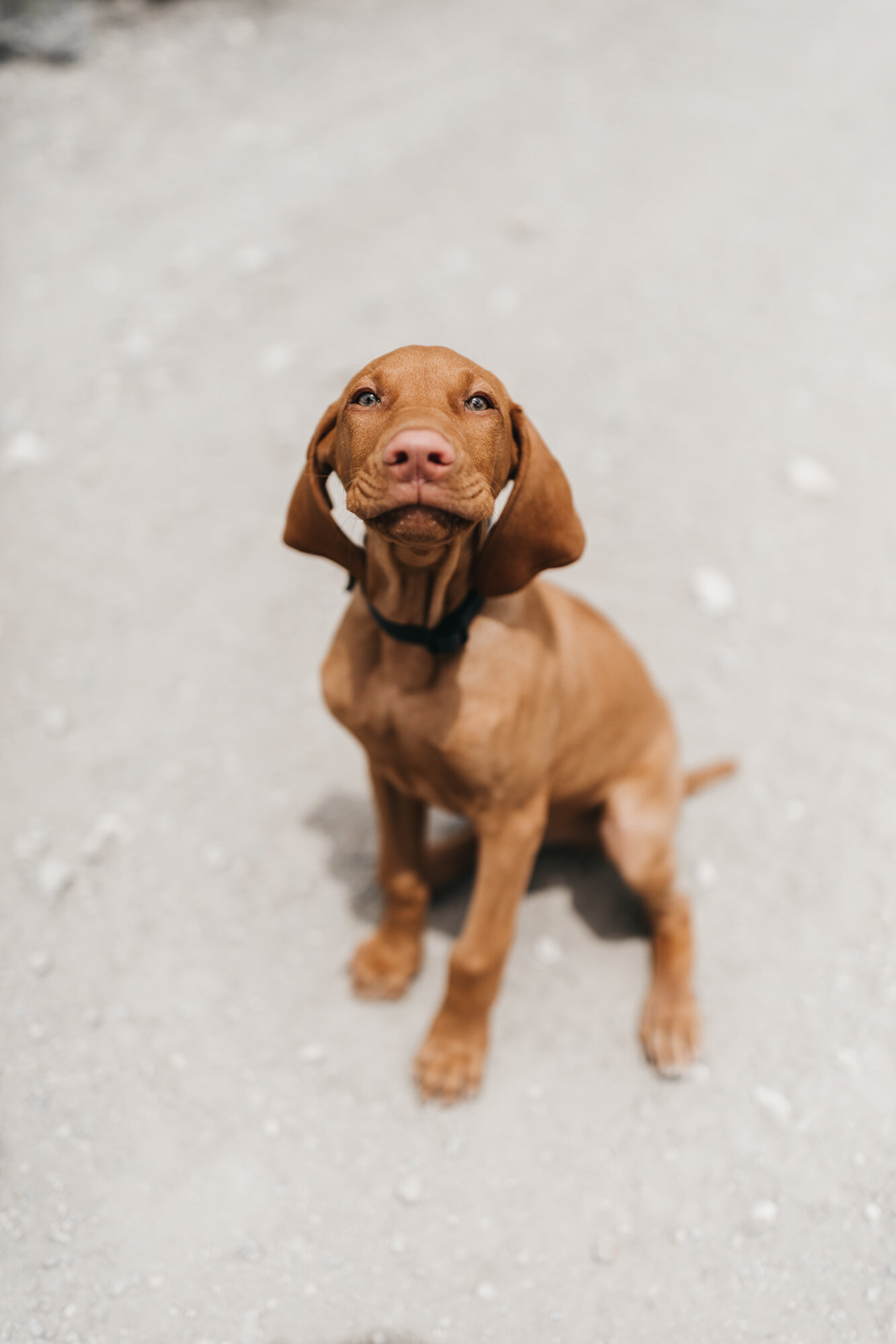 Our goofy pup -  ISO  (a Hungarian Vizsla born 2020) He is the biggest snuggler who will insist on a 5 min hug every morning. He will grow up to be a biking and hiking fool keeping us company on the trails as we keep on exploring.