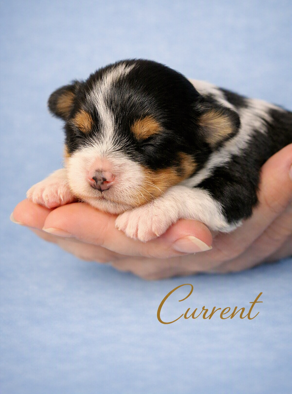 MALE AKC HAVANESE PUPPY