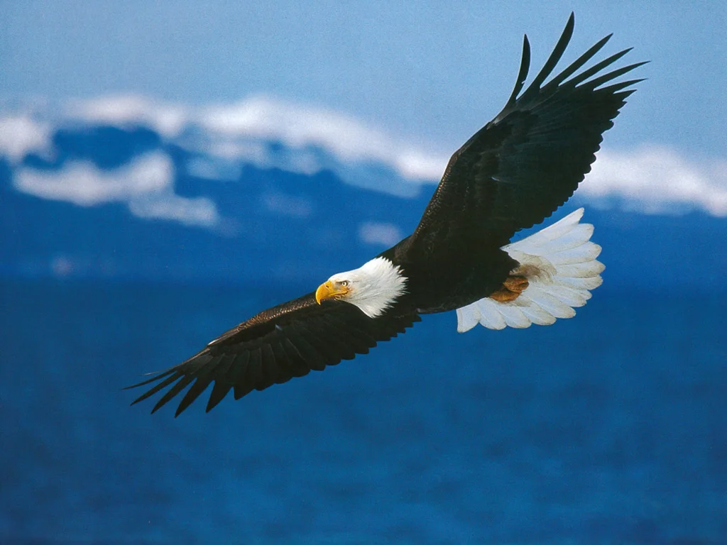 The Wings of the Eagle