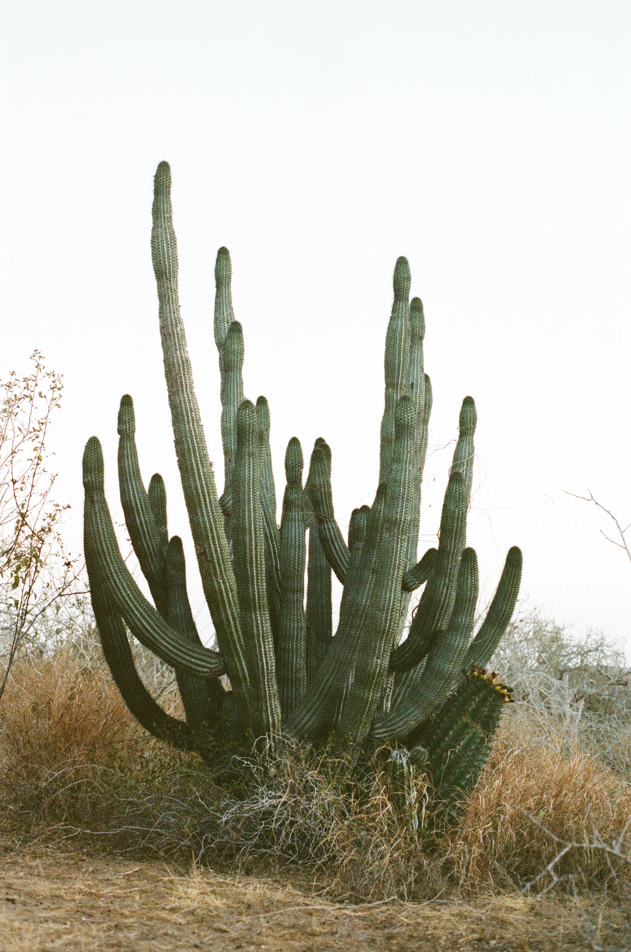 Photograph of cactus in Baja Mexico by photographer Jon Moore, Creative Director at The Beans and Rice