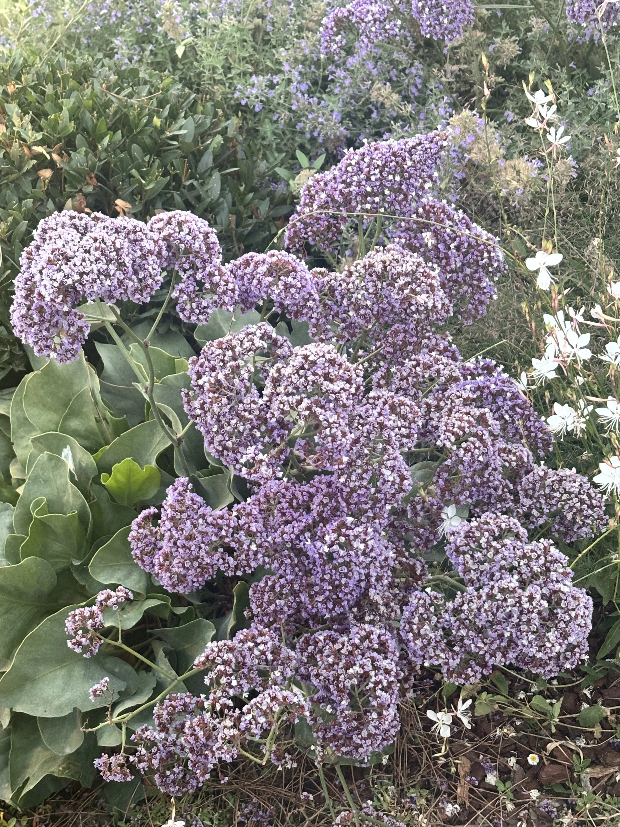 IMG_3257.jpeg