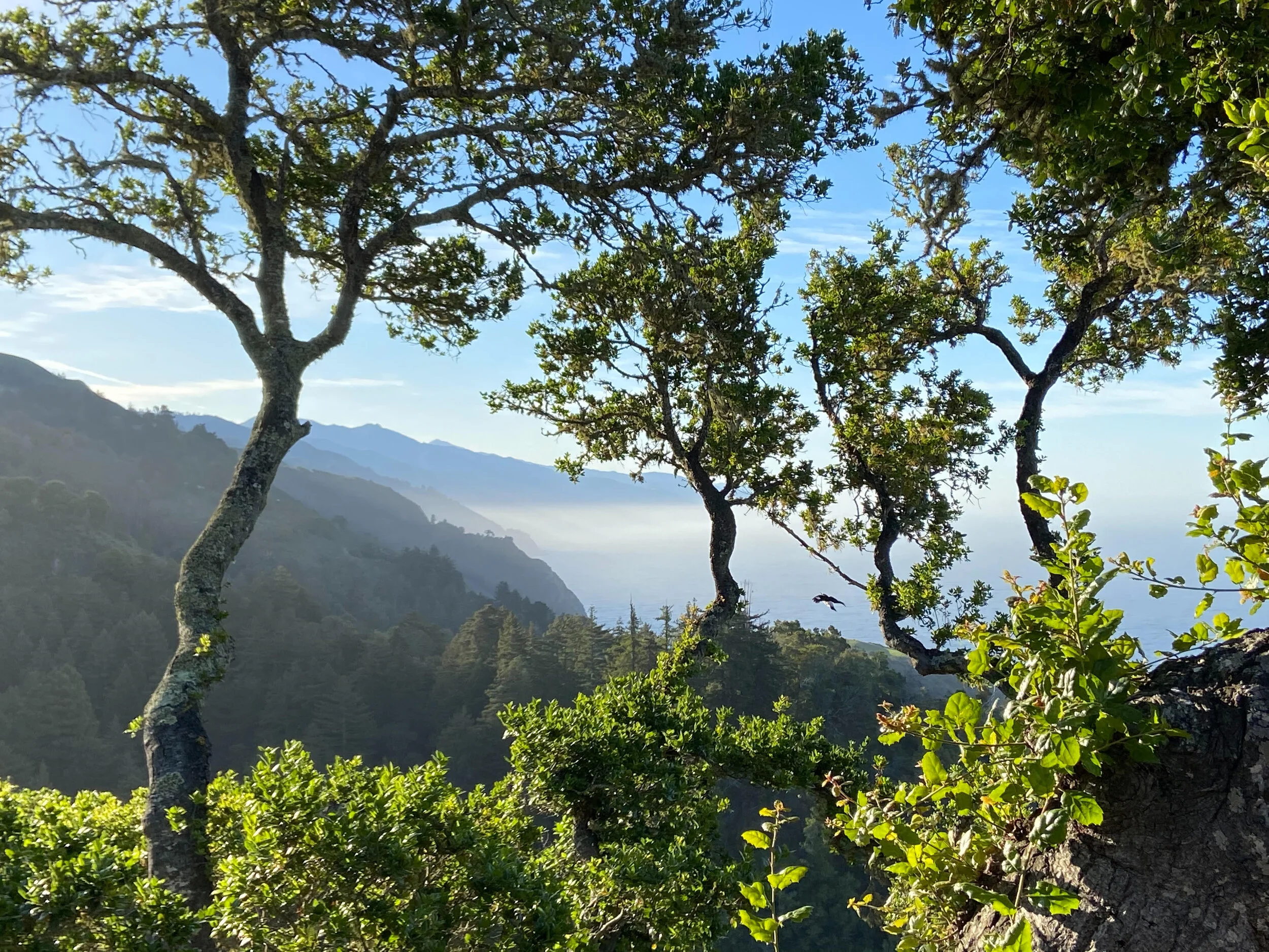 Sharing my love of Big Sur