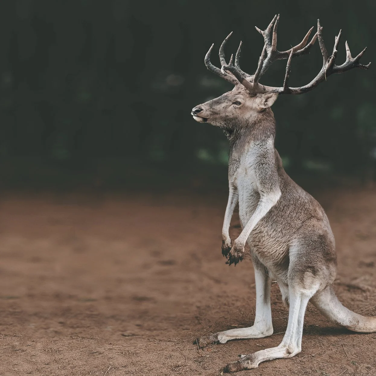 Kangaroo_Moose.jpg