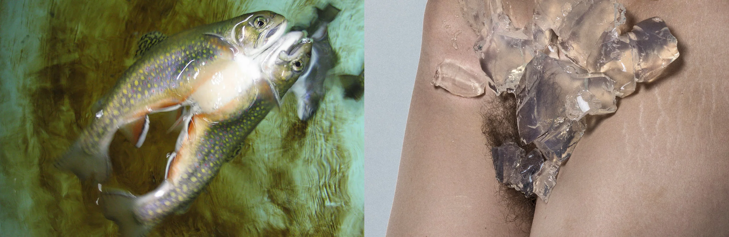 Gemini Fish / Scorpio Fish Cuntemporary Artists Presents (Marne Lucas/Joanne Leah) 2018, 13 x 40", archival pigment print edition 1/5