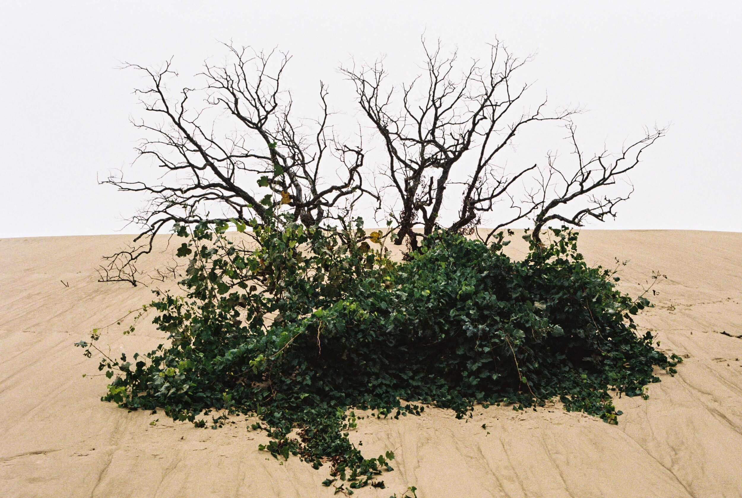  indiana dune (35mm, 2020) 