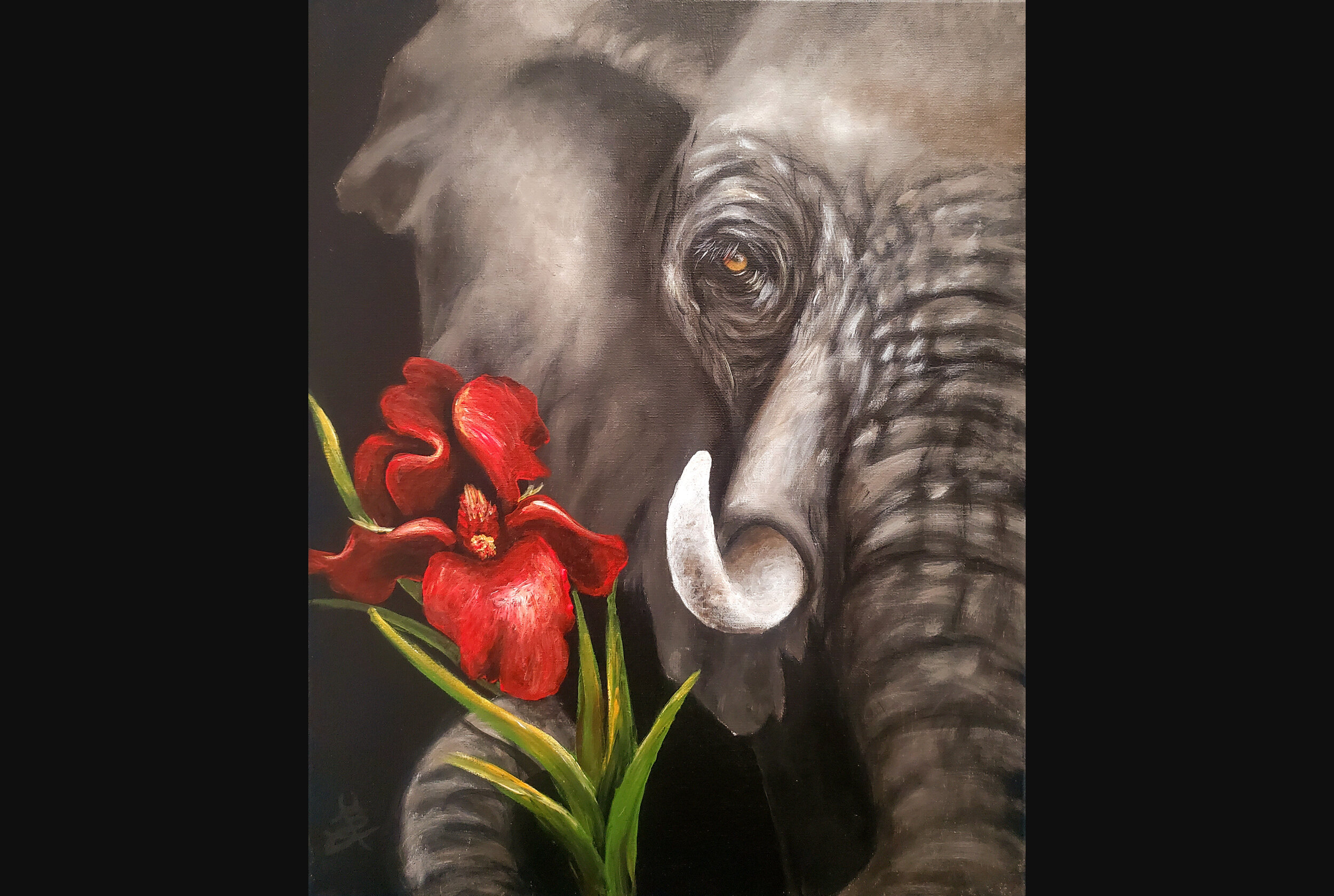 Elephant Giving an Iris