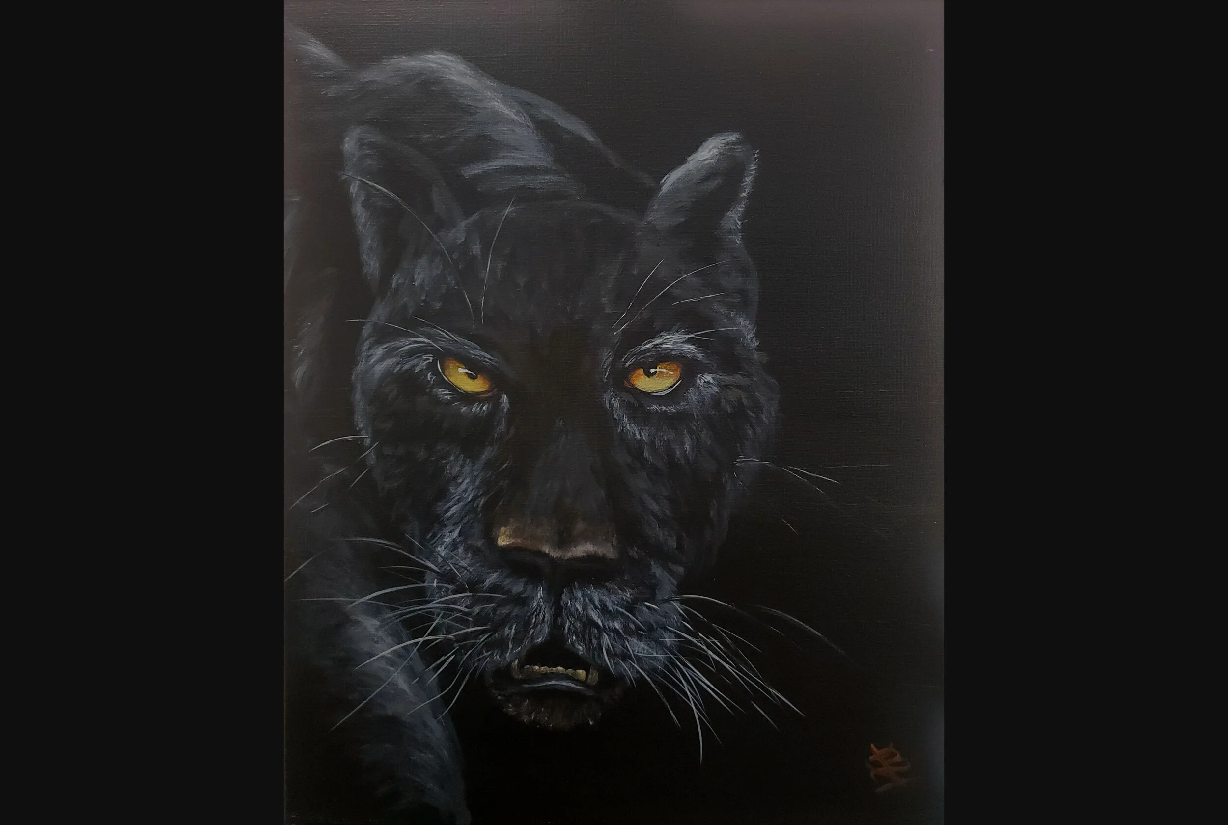 Panther on the Prowl