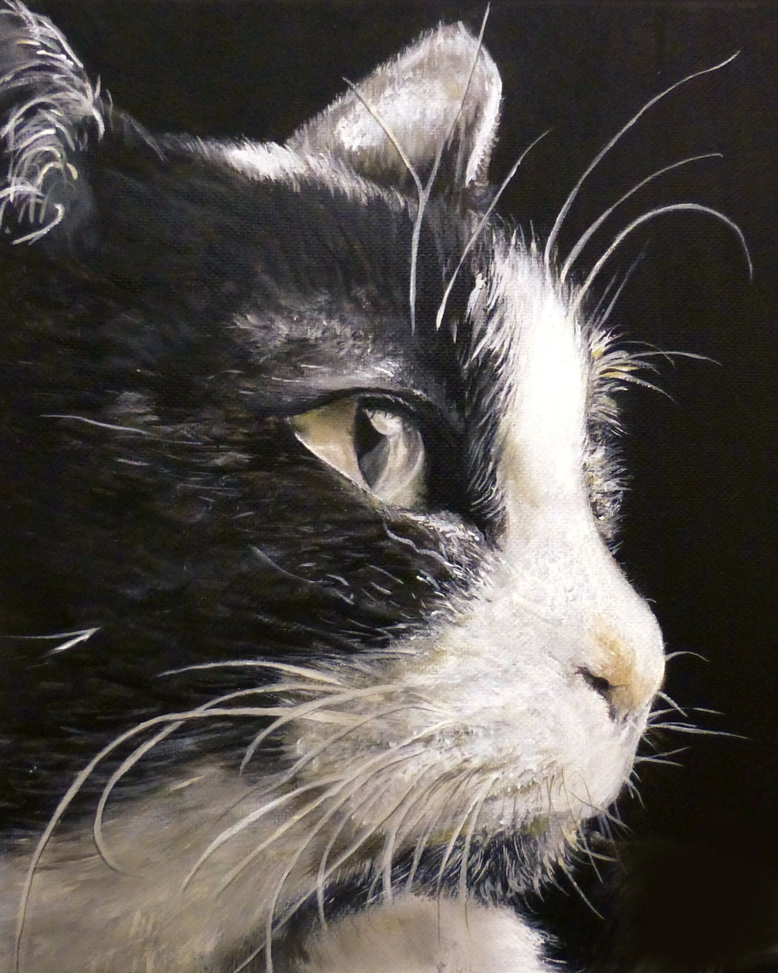 Black and White Cat