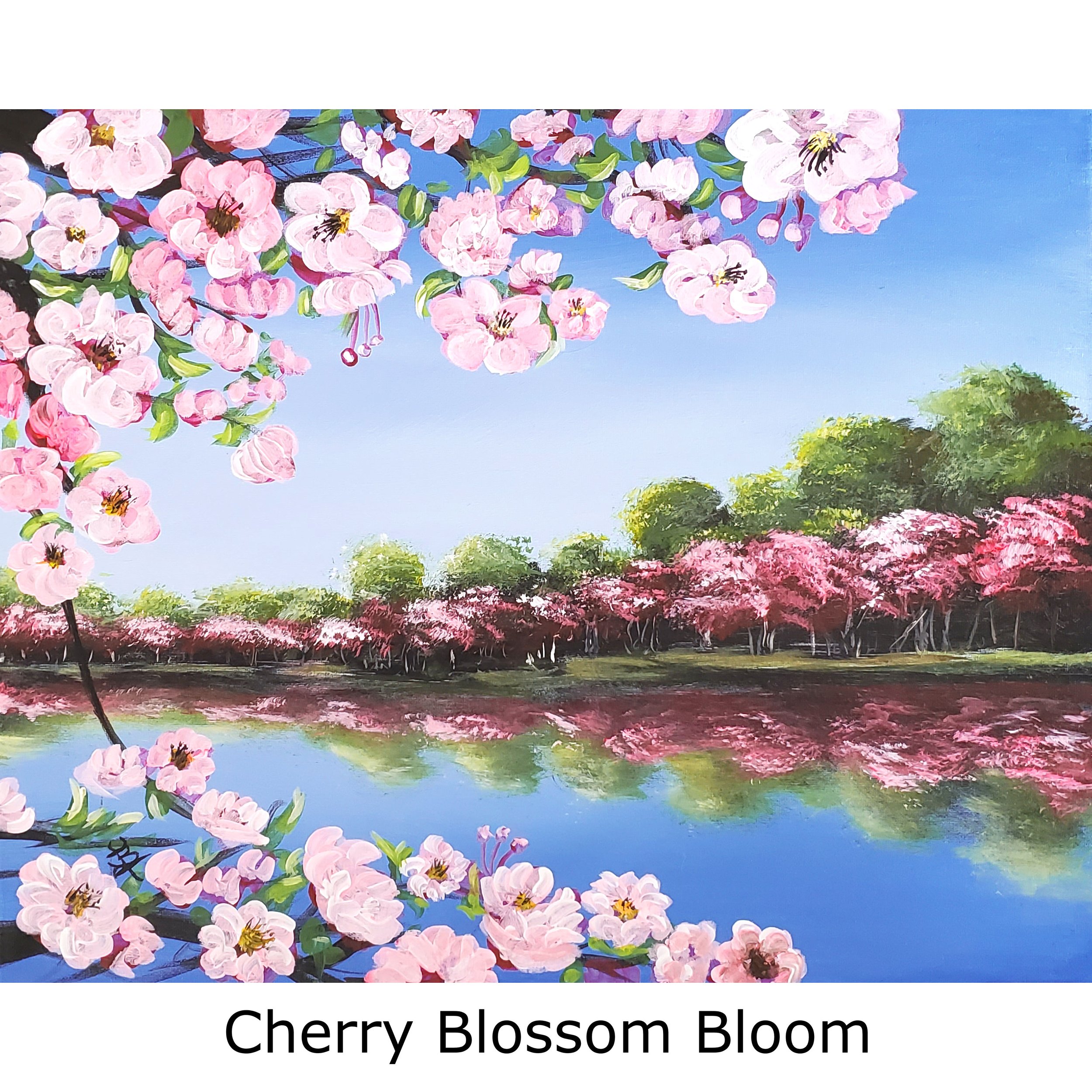 Cherry Blossom Bloom2.jpg
