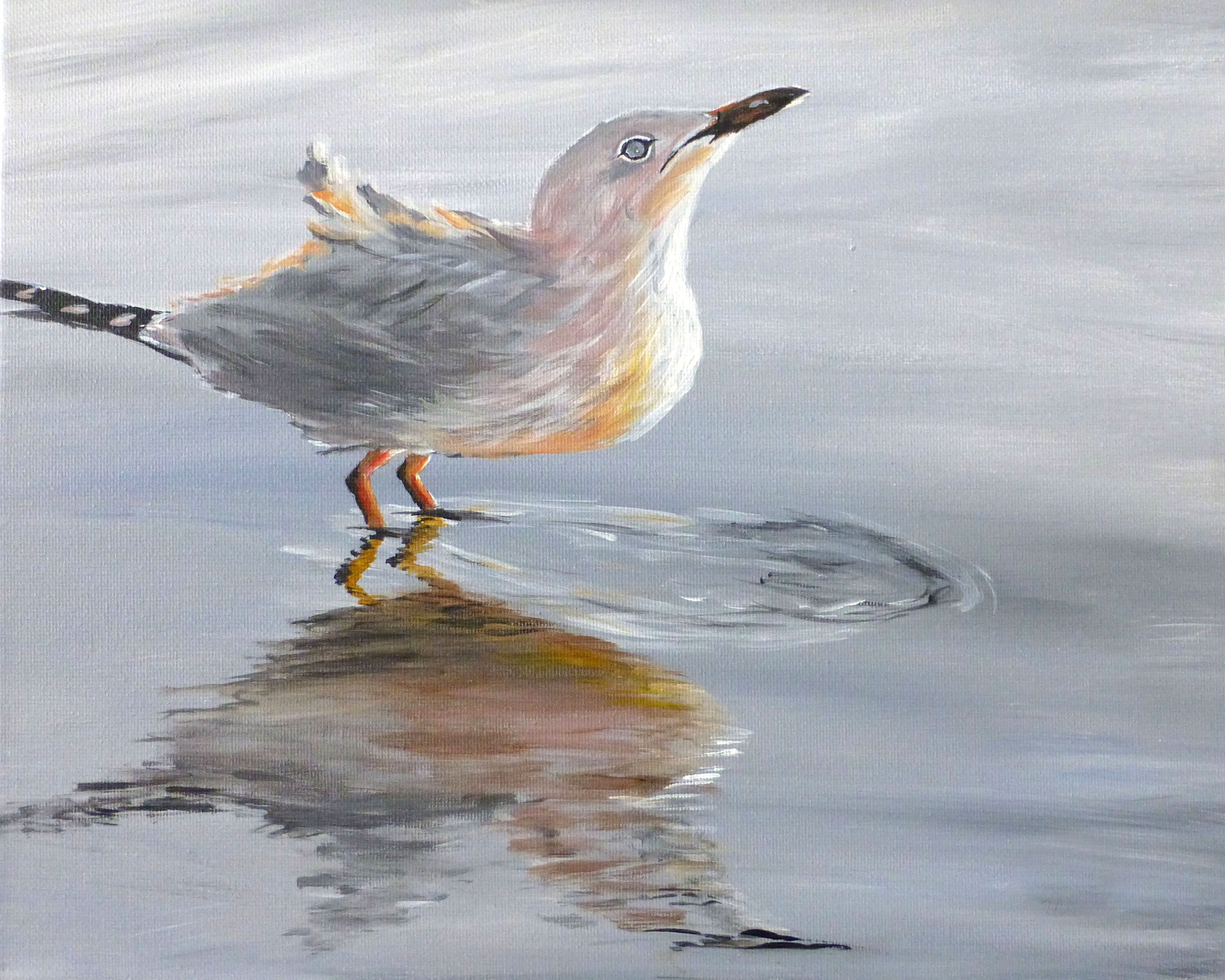 Seagull Reflections