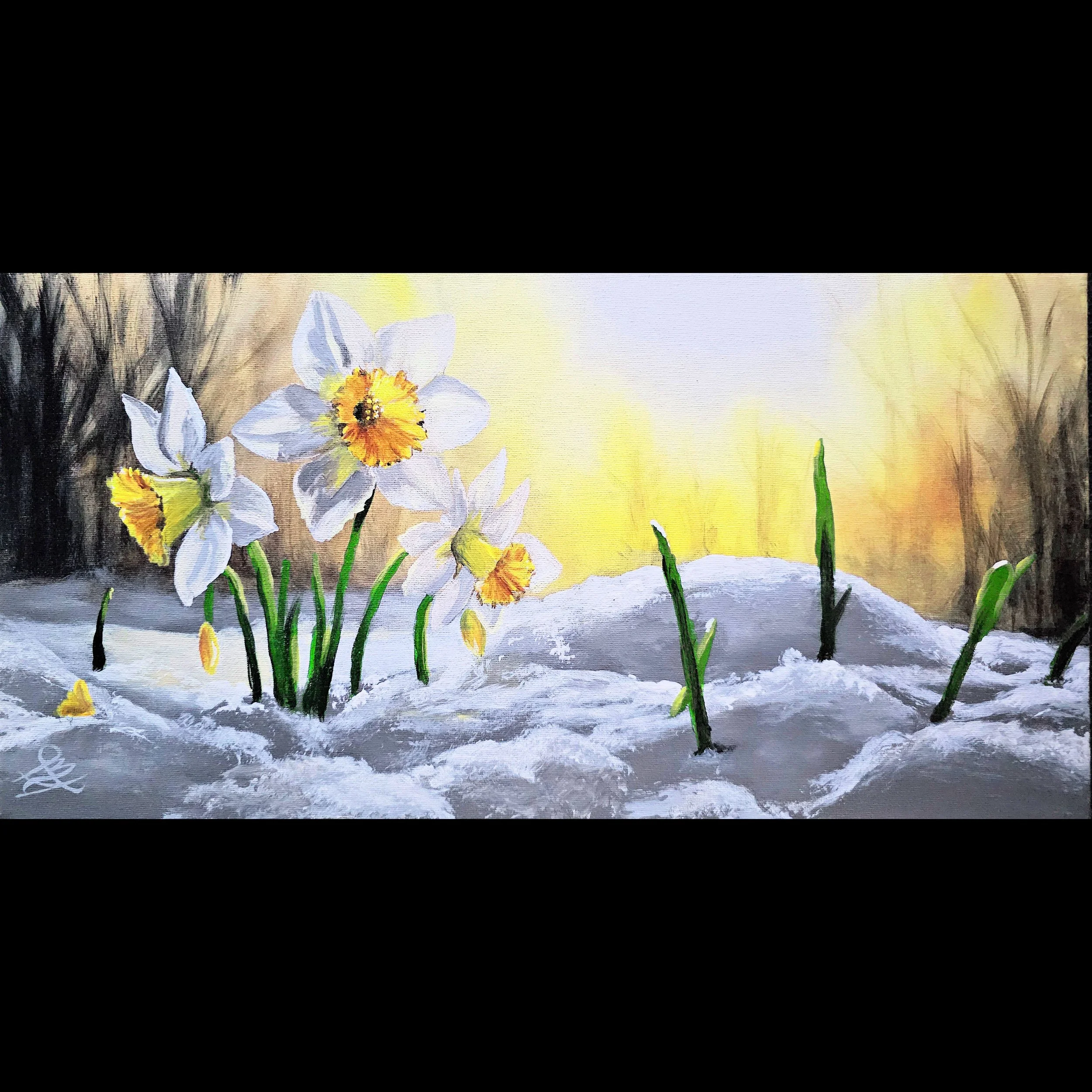 Daffodils Blooming