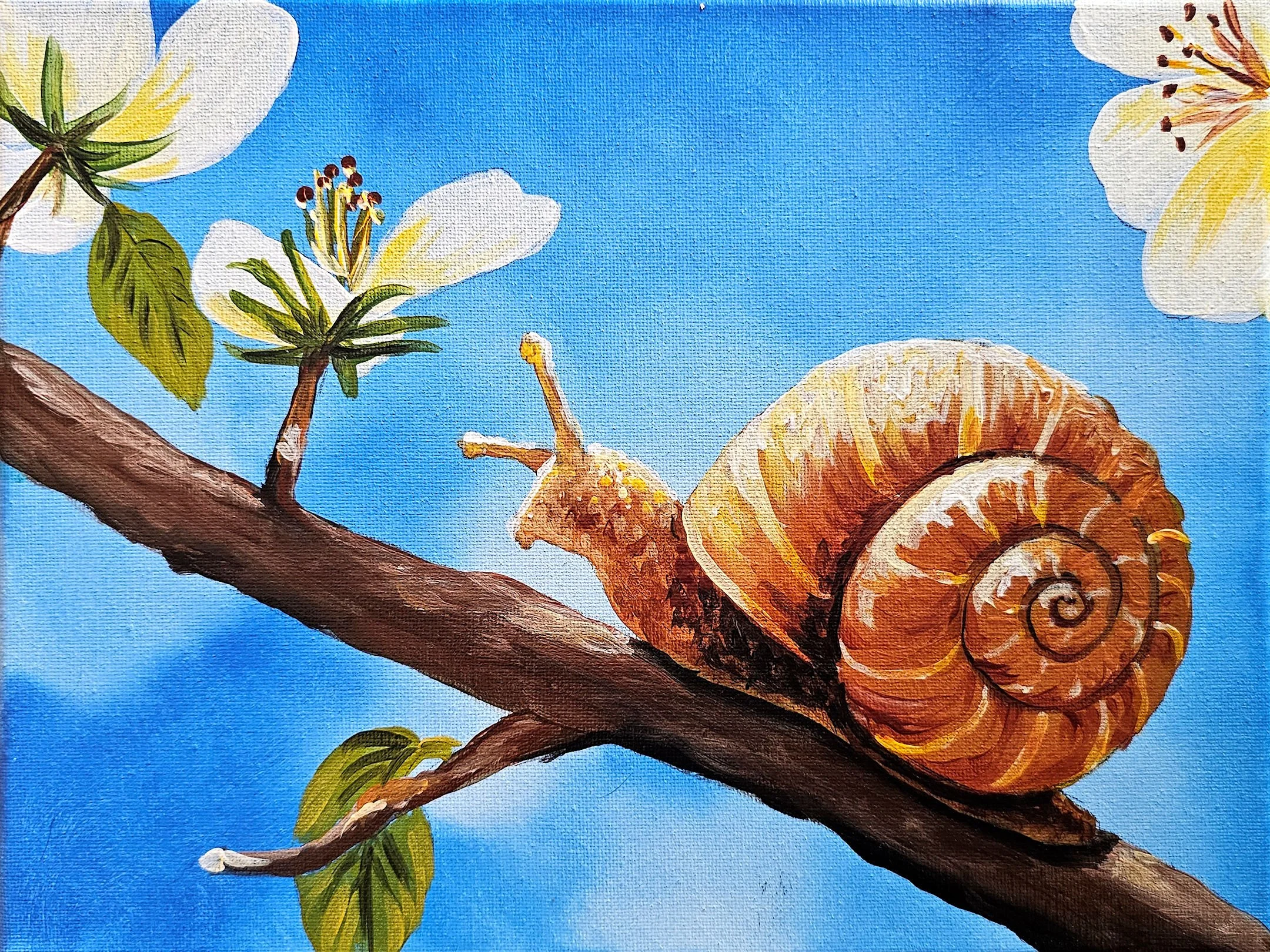 Sunshine Snail