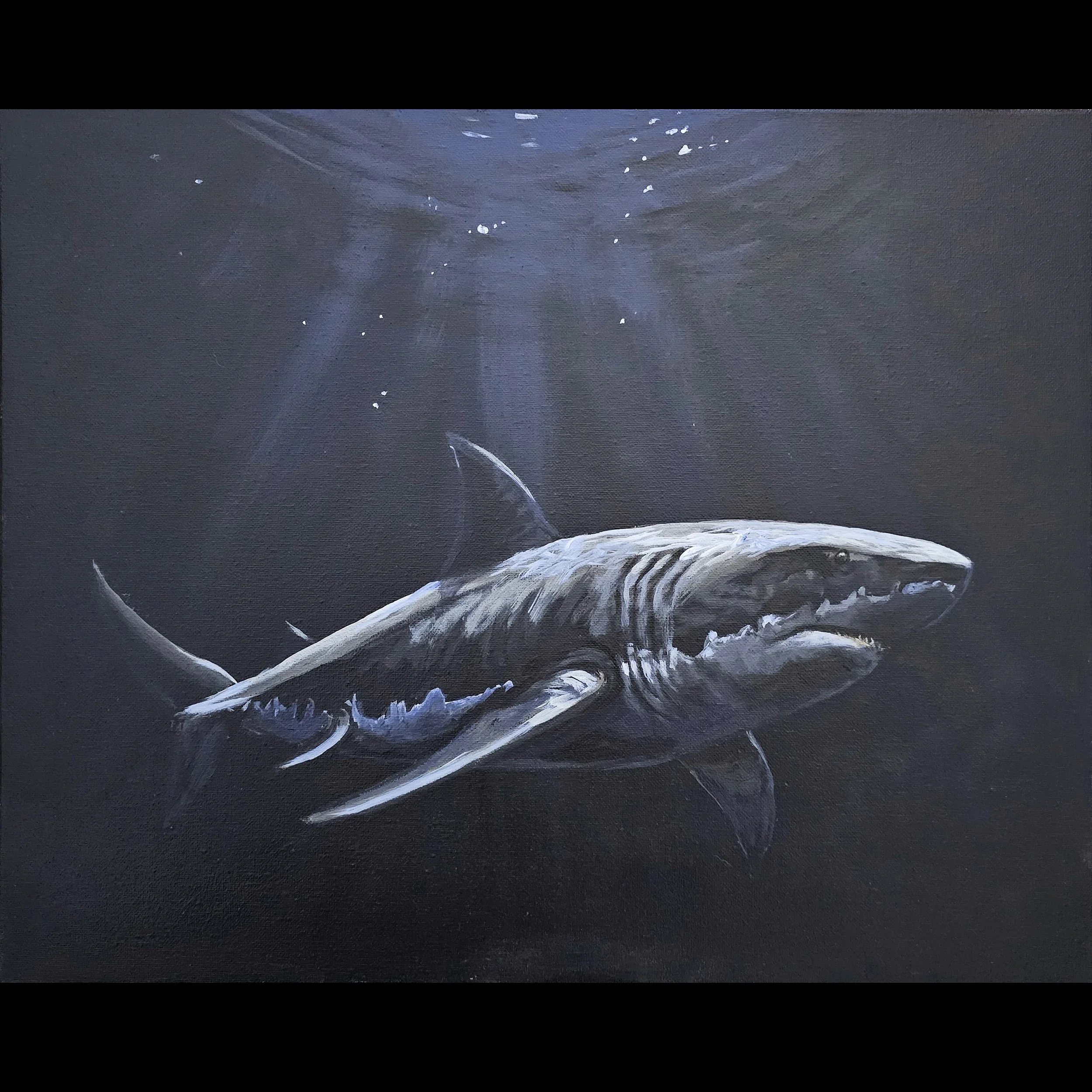 Great White Shark