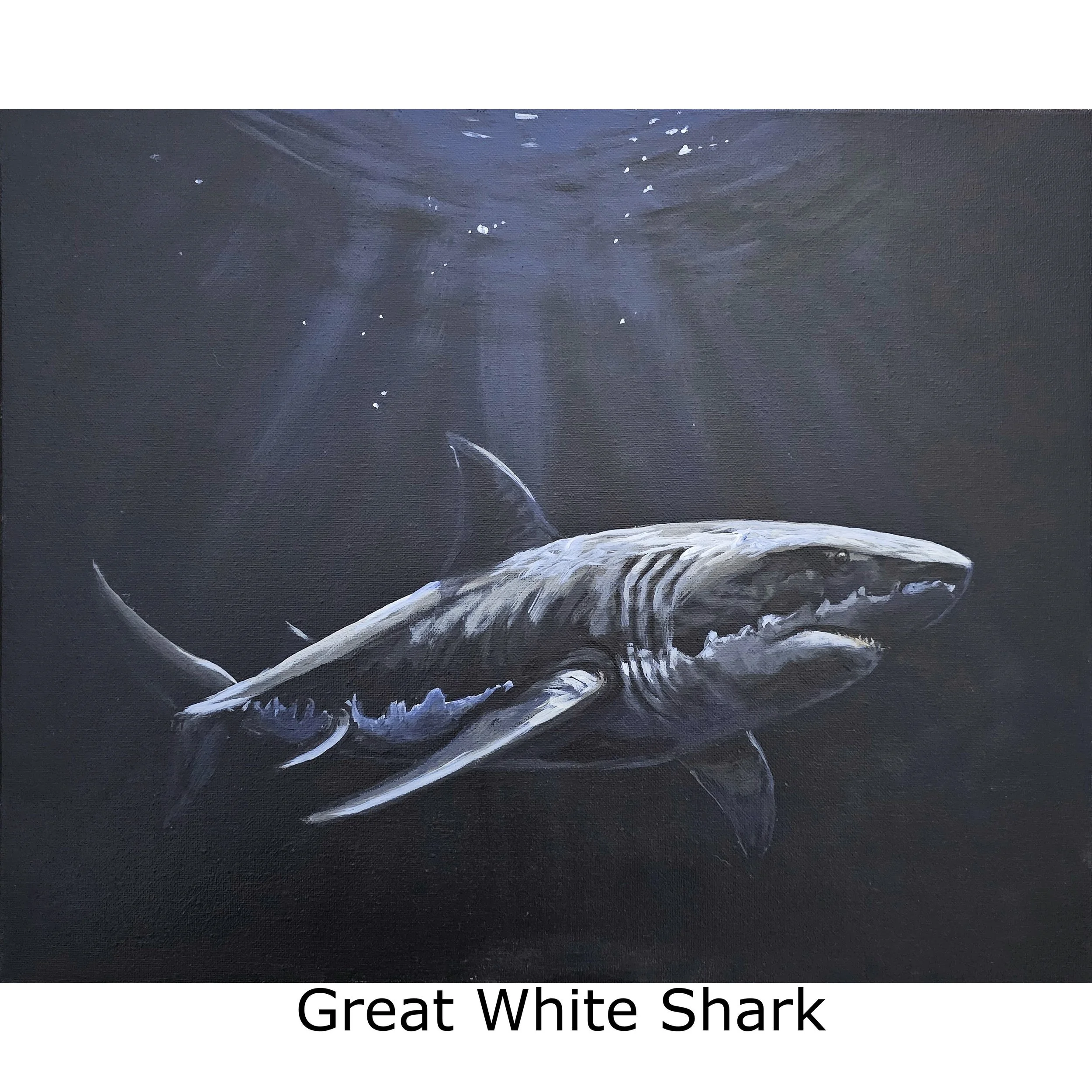 Great White Shark-2.jpg