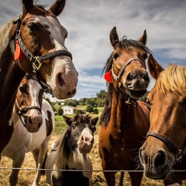 HORSES BEST.jpg