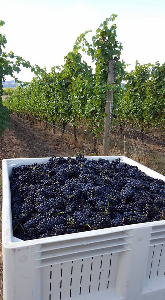 vinpic3.jpg