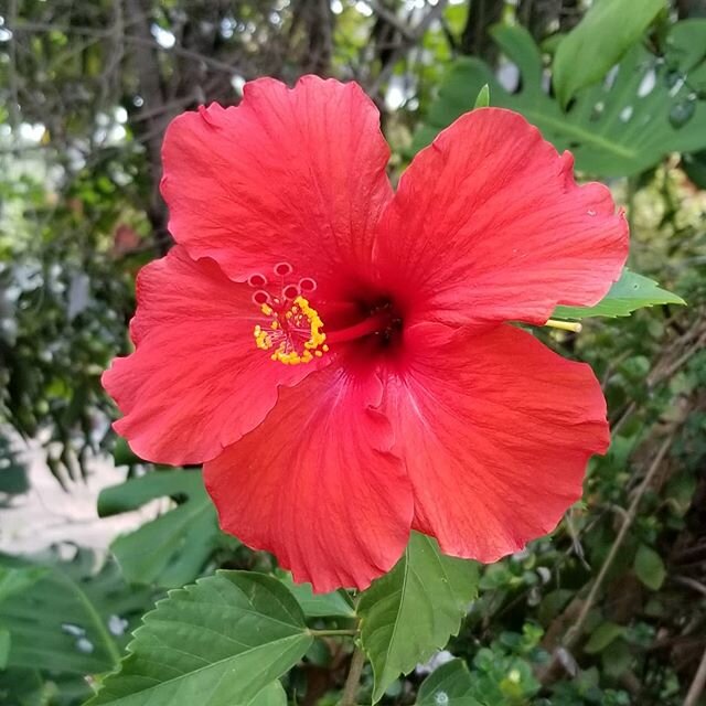 Stay safe. Stay well. Stay Home. Aloha from my backyard!