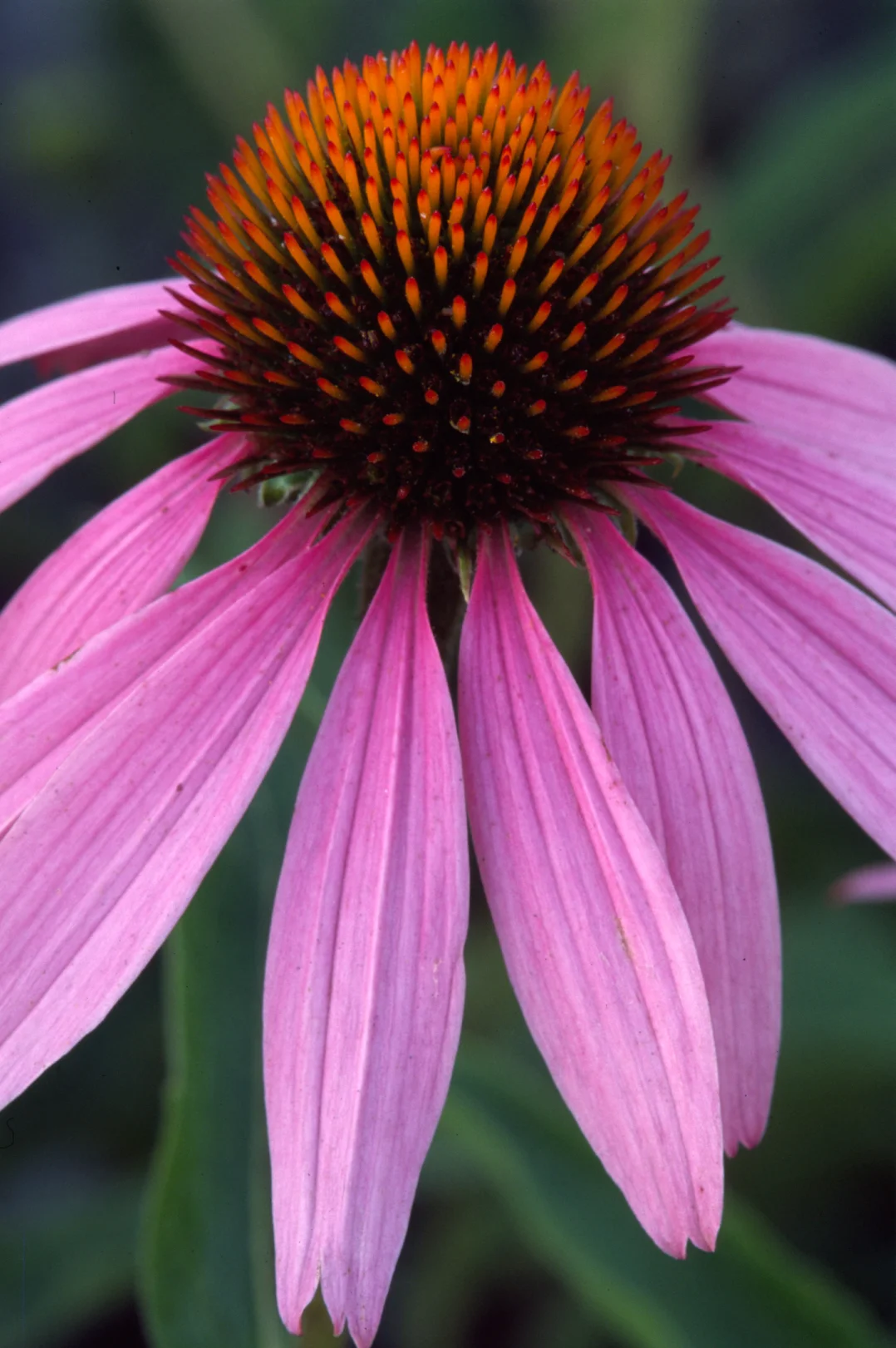 echinacea.jpg