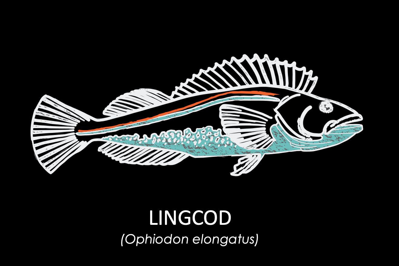 Groundfish Info Positively Groundfish