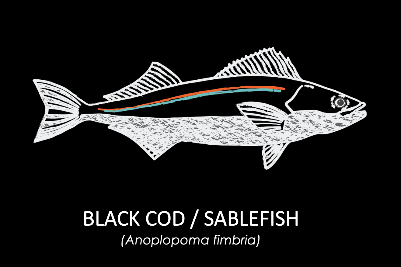 Groundfish Info Positively Groundfish