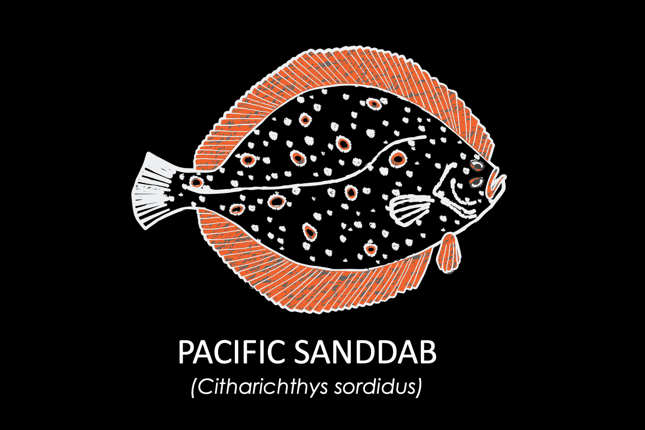 What Are Pacific Sand Dabs? : Pacific Sanddab – NYELIS