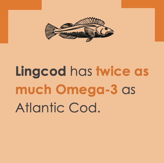 Lingcod 2.png