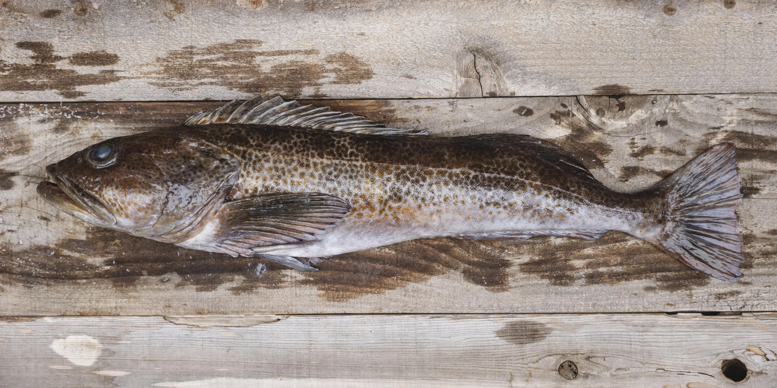 Matakuling Fish Ling Fish Ontario