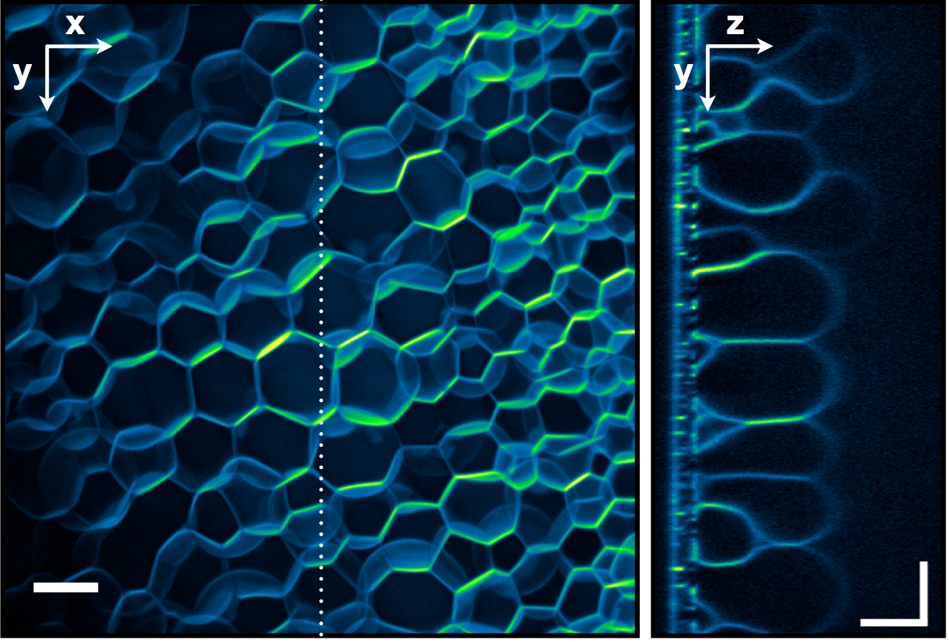 Synthetic Cells and Tissues