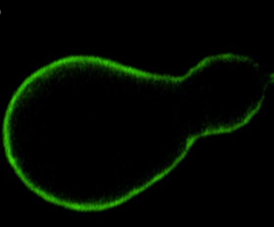 A model cell membrane in with fluorescent quantum dot nanoparticles associating with the membrane. Depending on their shape, these particles will localize to regions of the membrane with either lower or higher curvature.