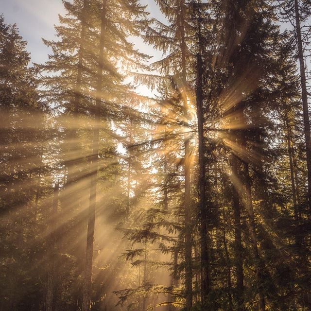 The sun&rsquo;s rays shining through the mist, determined to bring spring.
.
.
.
.
.
.
.
.
.
.
.
.
.
.
.
.
.
.

#tree_magic #pnw #explorepnw #theNWadventure #thegreatpnw #theoutbound  #pnwisbeautiful #cascadiaexplored  #pnwdiscovered  #pnwonderland #