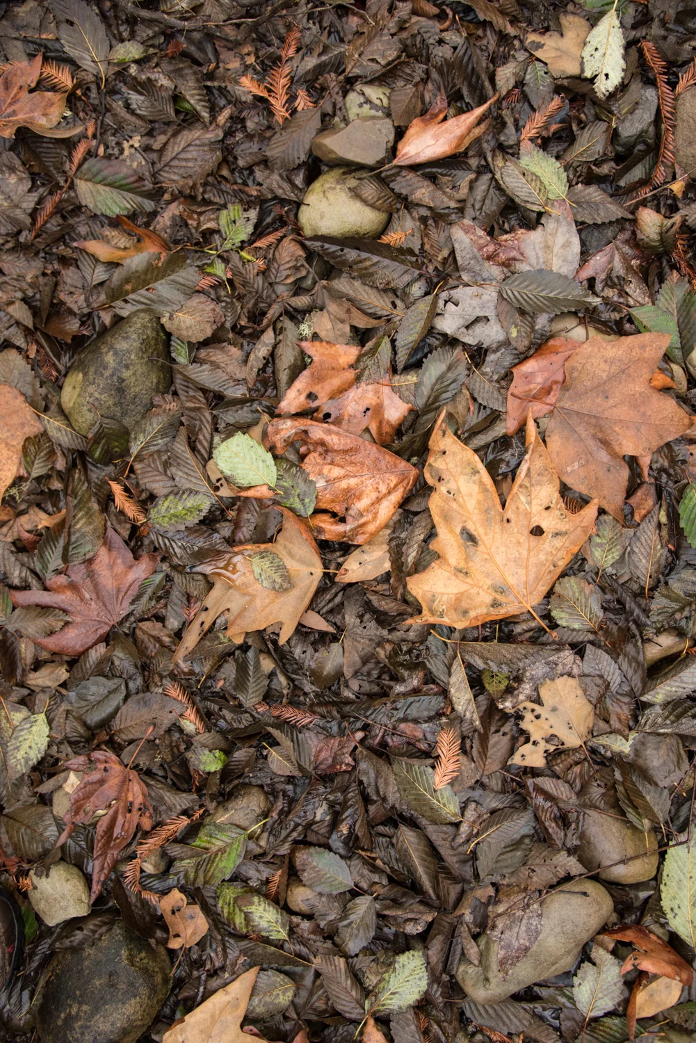 VillagePark-4.jpg