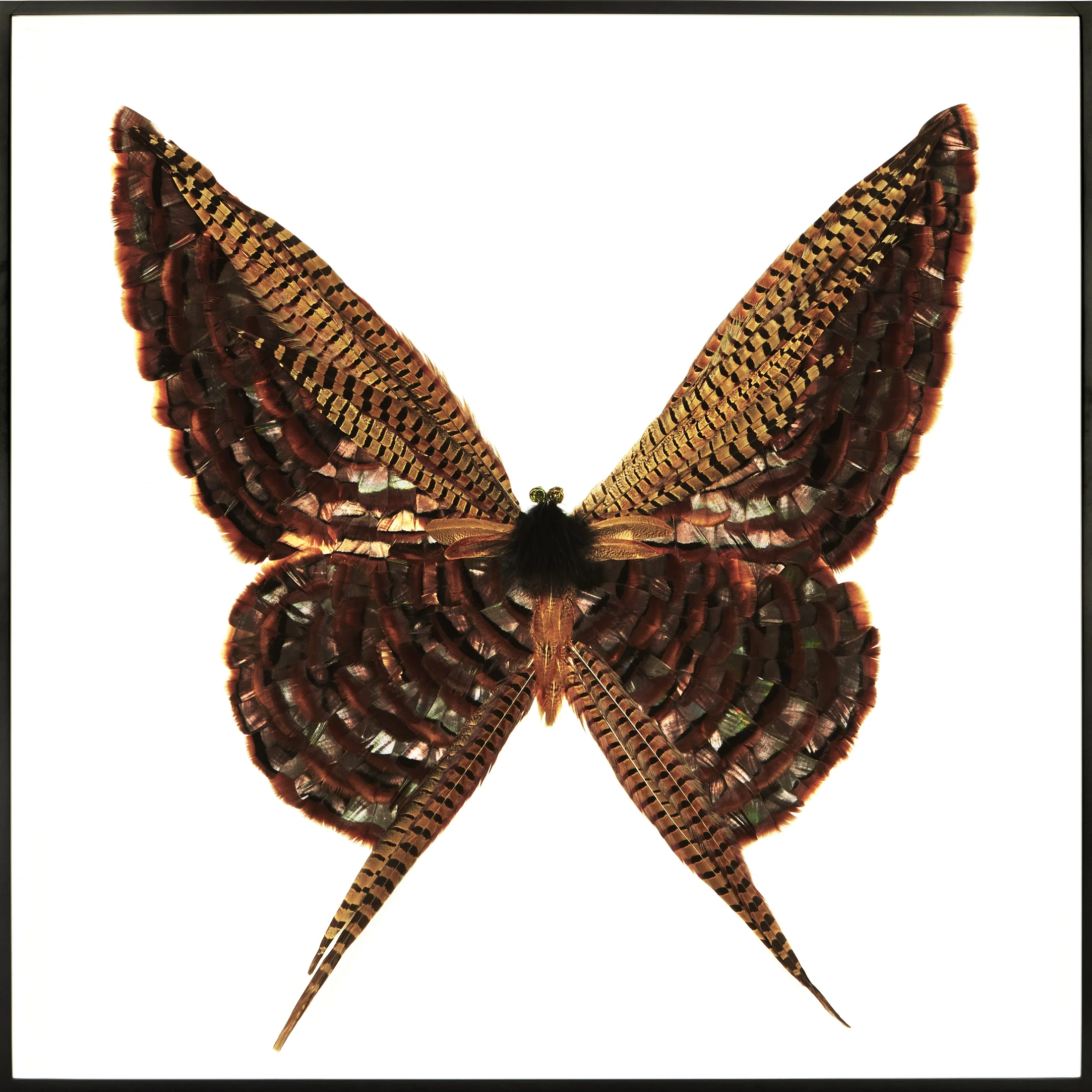 Metamorphosis VII (Copy)