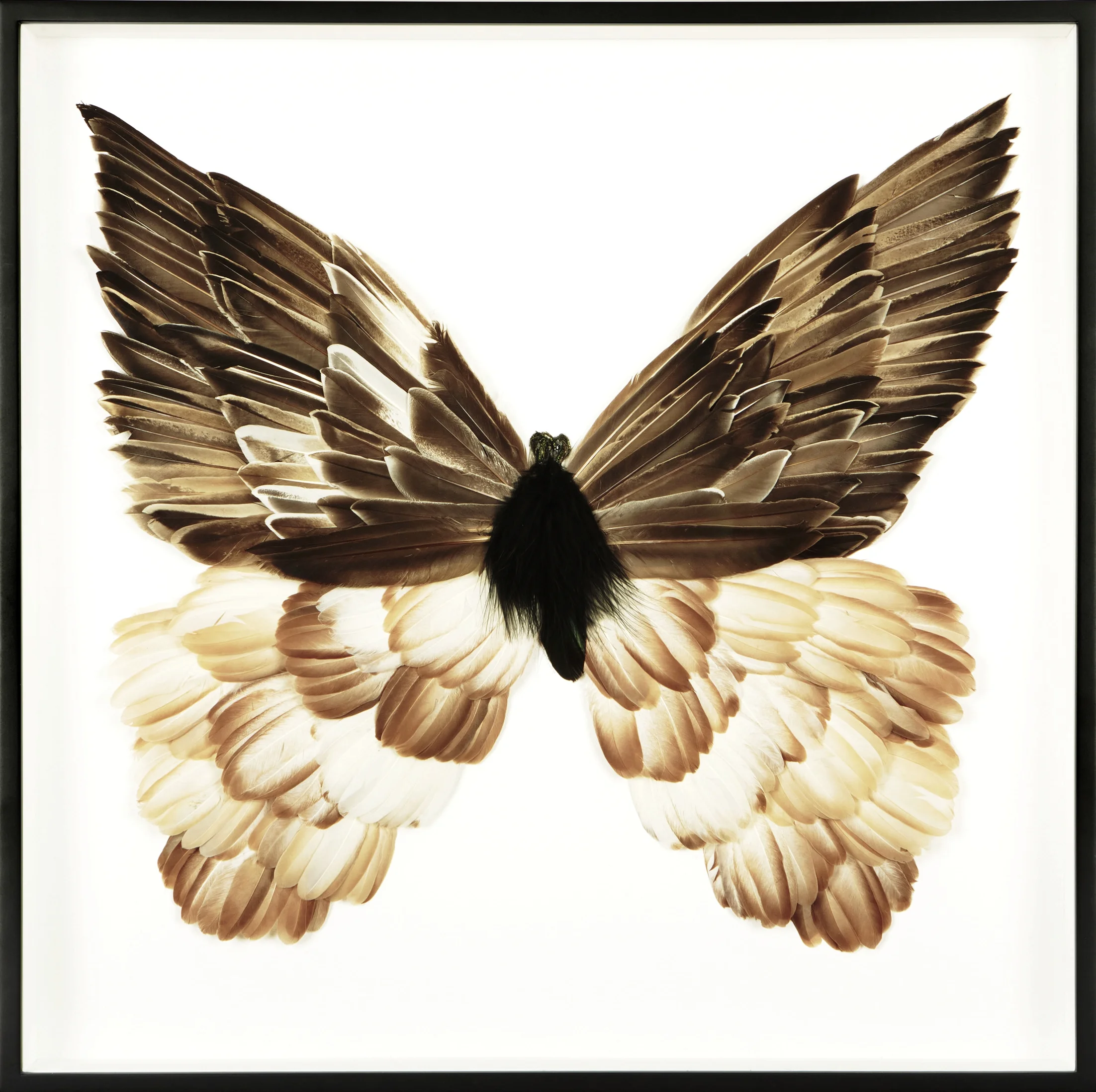 Metamorphosis V (Copy)
