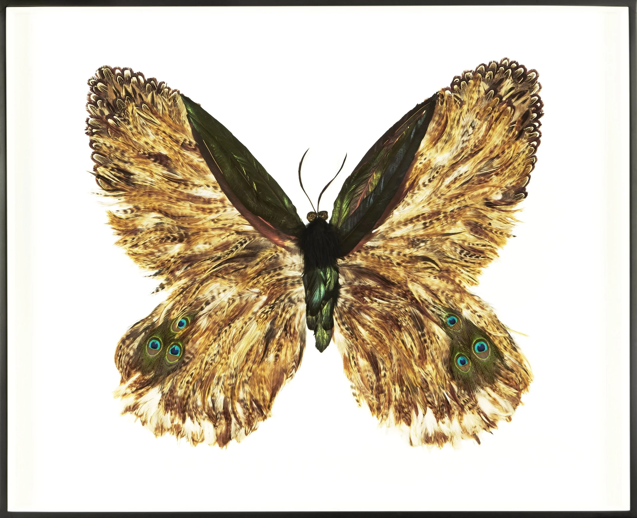 Metamorphosis IX (Copy)