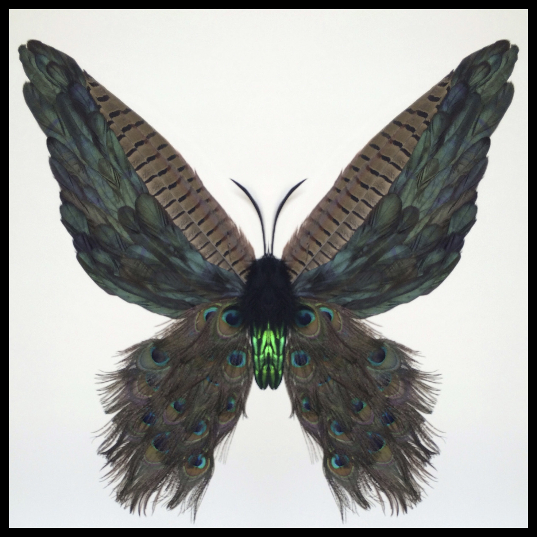 Metamorphosis XIII (Copy)
