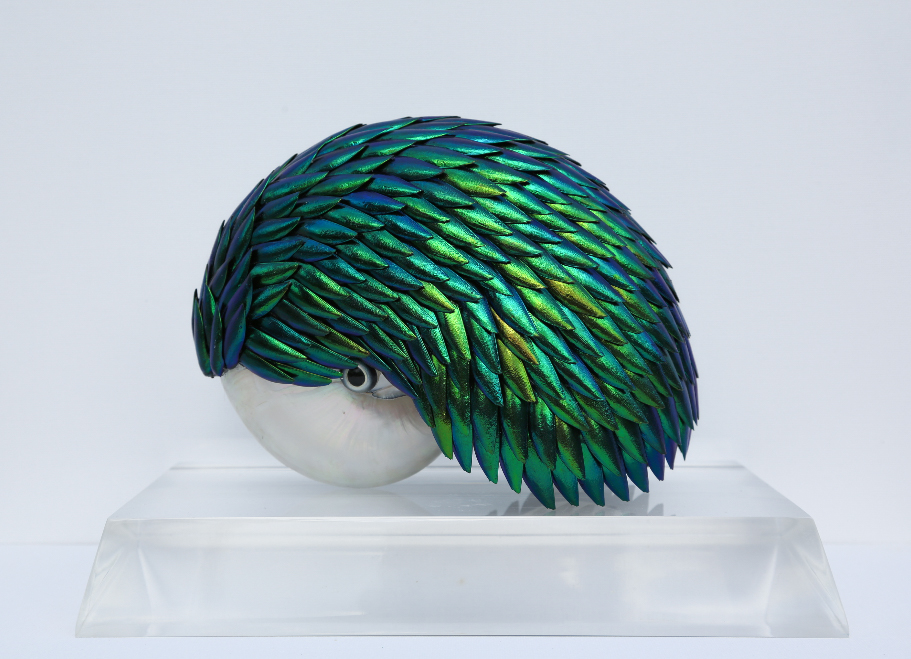 Elytra Nautilus (Copy)