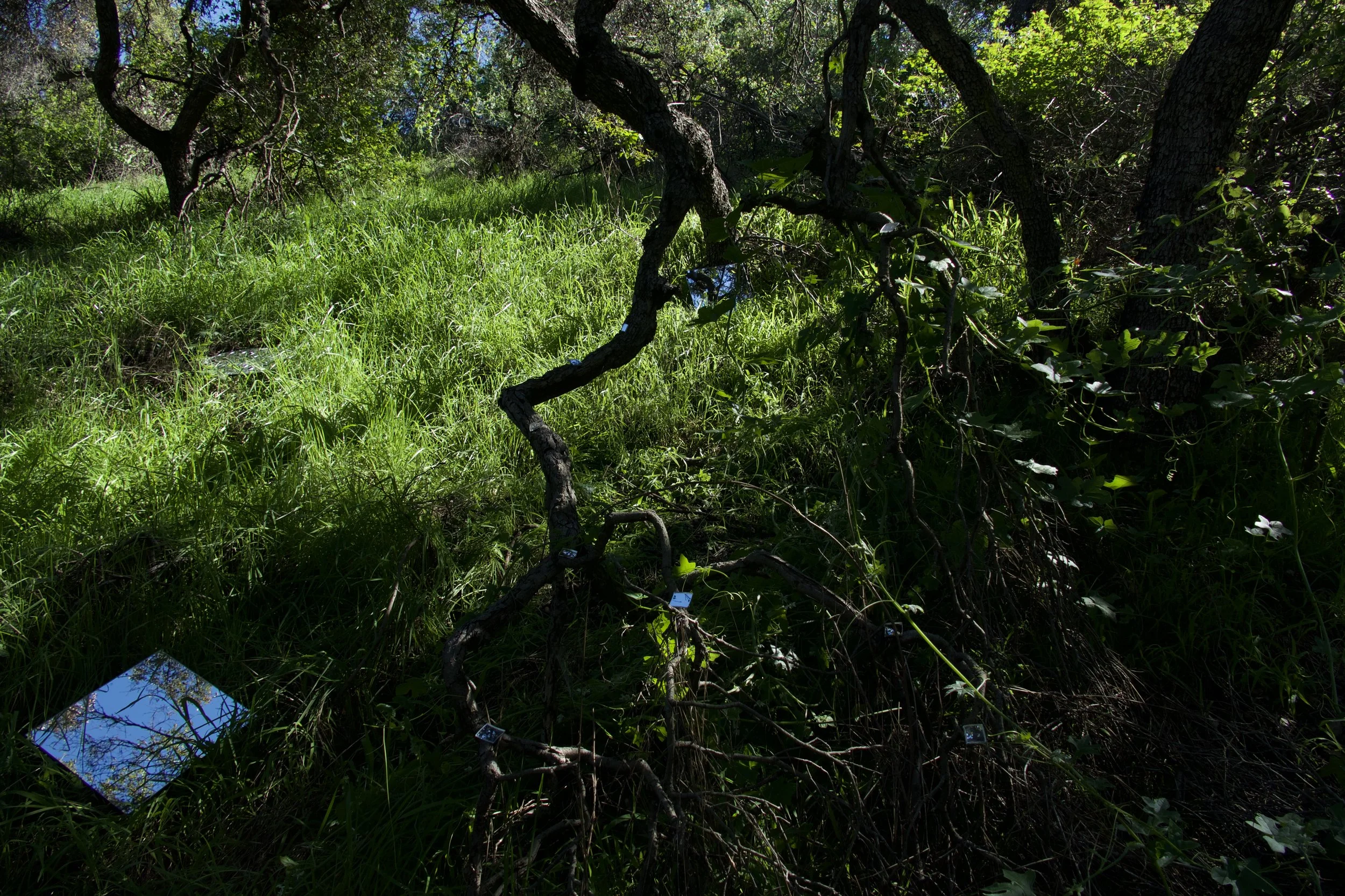 Rooted Installation.jpg
