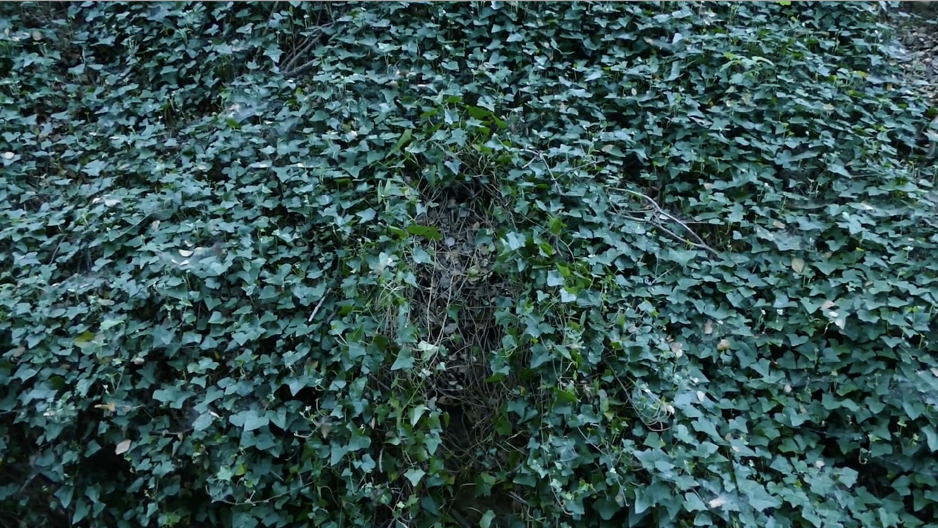 bEarth (2017) (Copy)