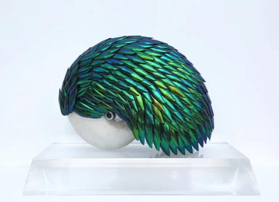 Chambered Nautilus, 2017 
Nautilus Shell, Elytra Beetle Wings, Glass
7” x 16” x 6”