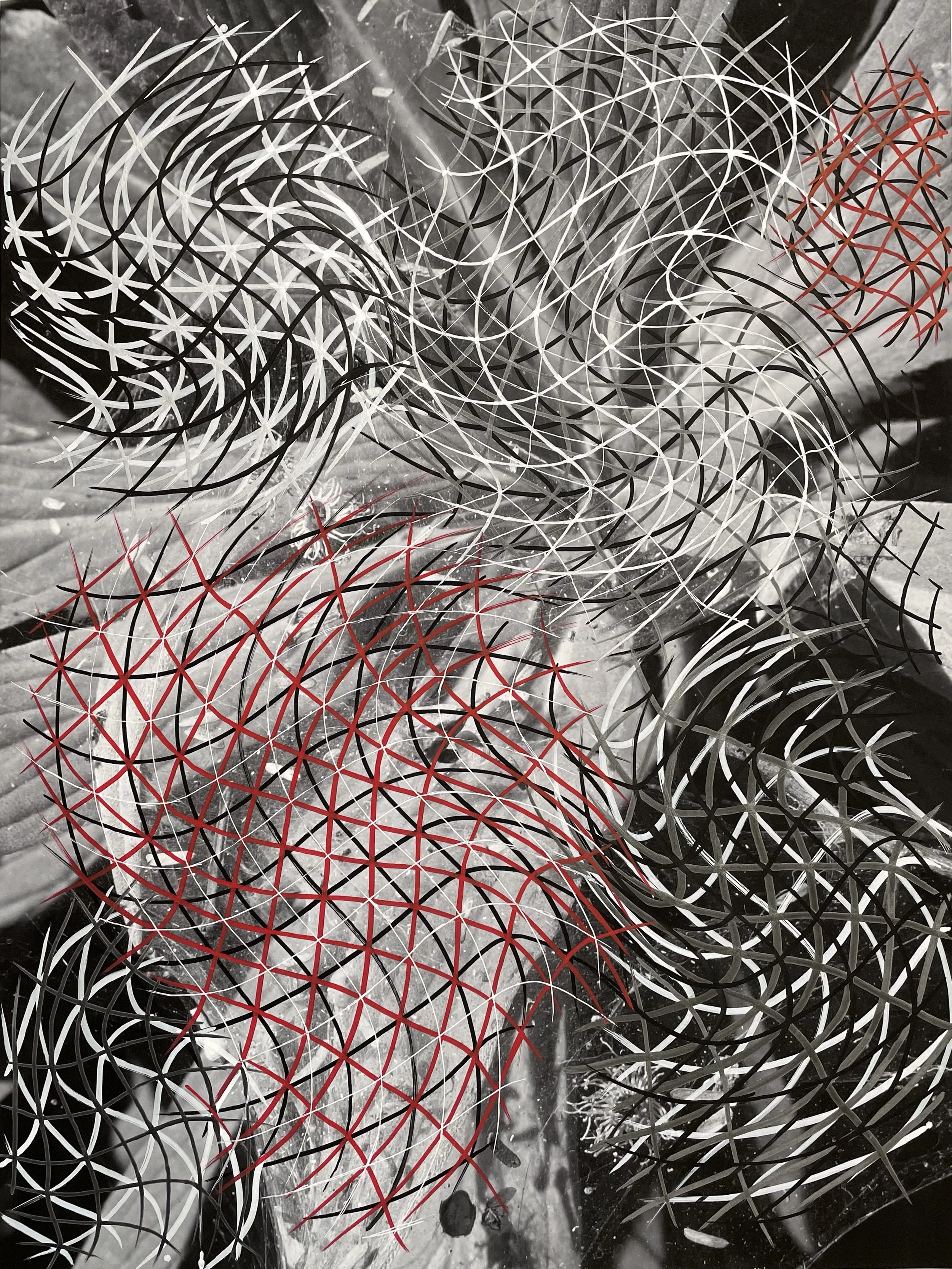  Grid on Plant, acrylic pens on digital photo print, 17 × 22 in. 
