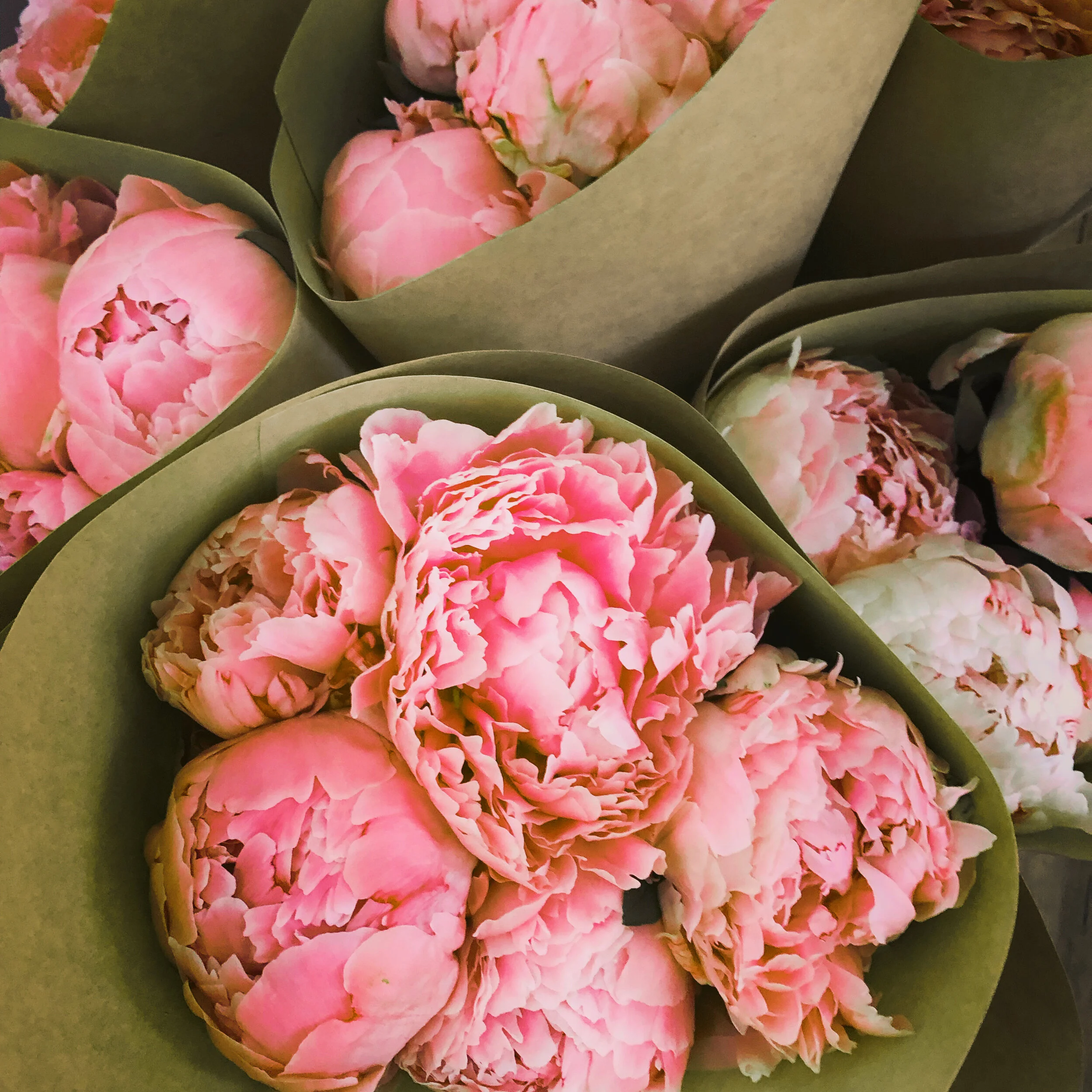 The Paeony Bunch