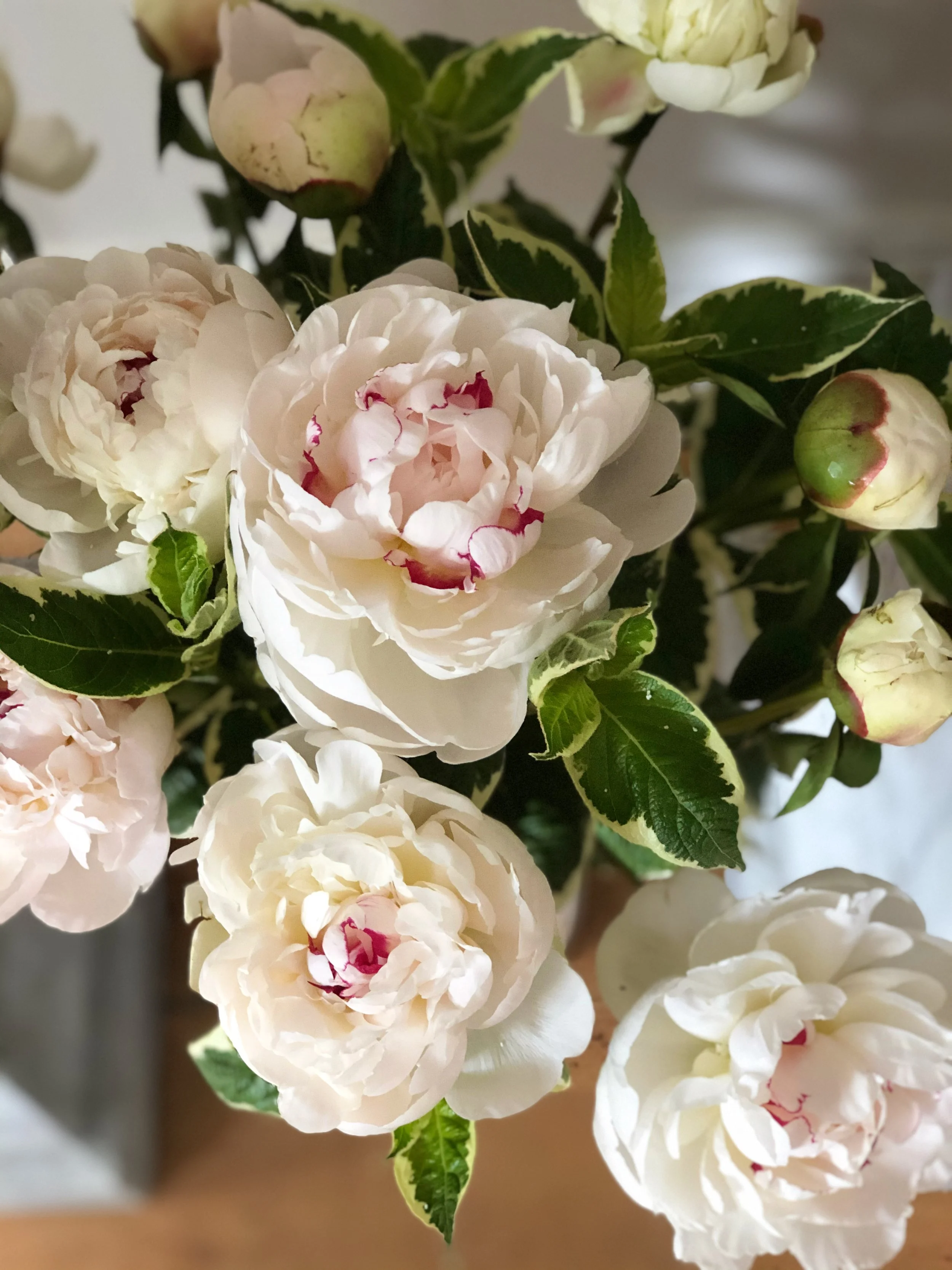 Peony Festiva Maxima.jpeg